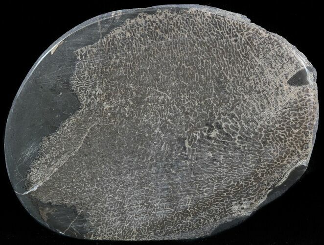Jurassic Marine Reptile Bone In Cross-Section - Whitby, England #49180